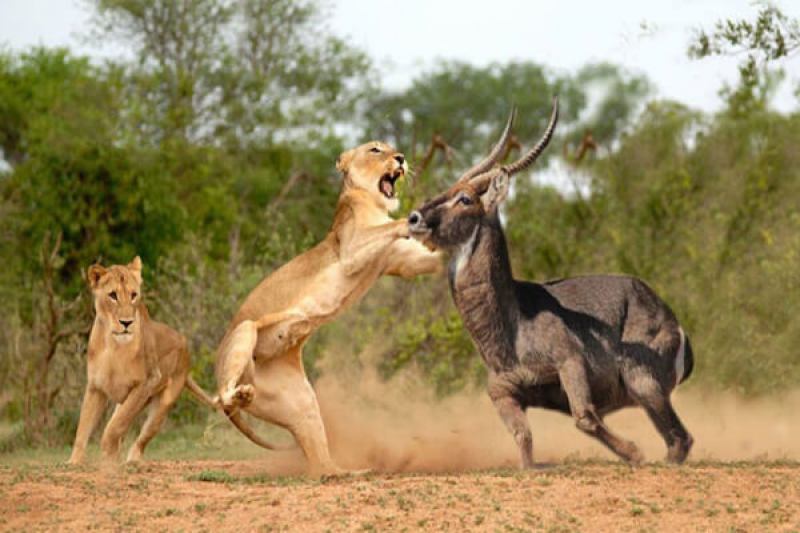 Kenya